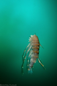 Baikal amphipod swimming under ice by Mathieu Foulquié 